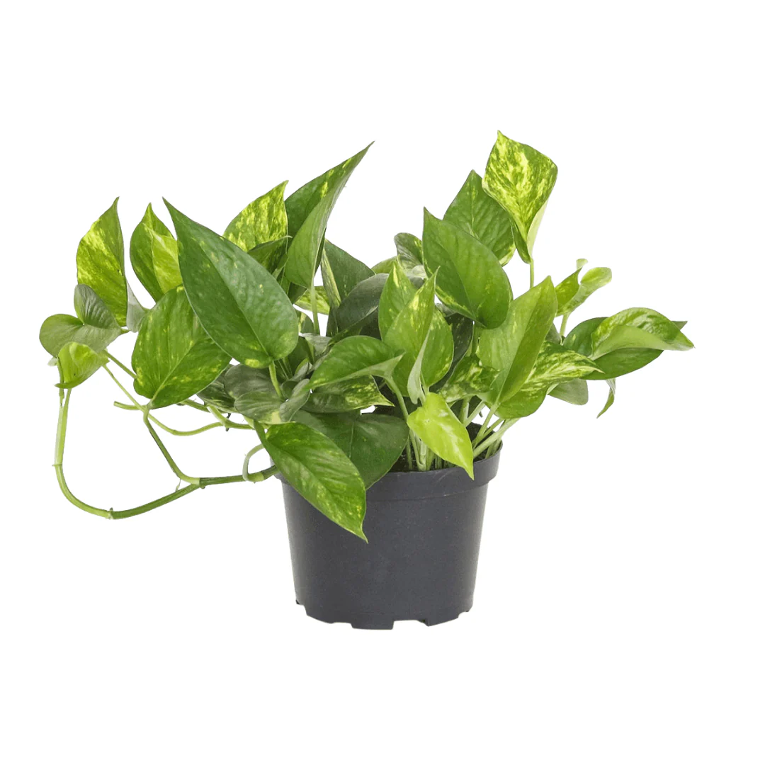 Golden Pothos
