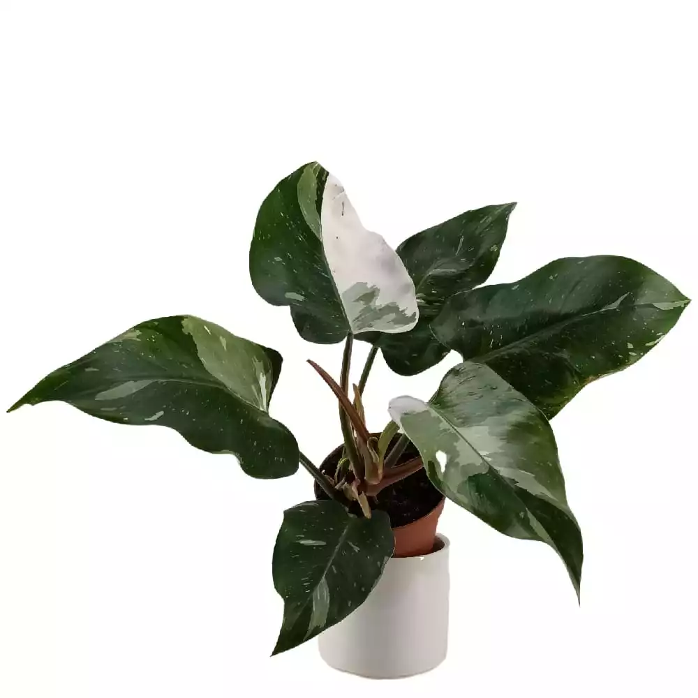 Philodendron Pink Princess